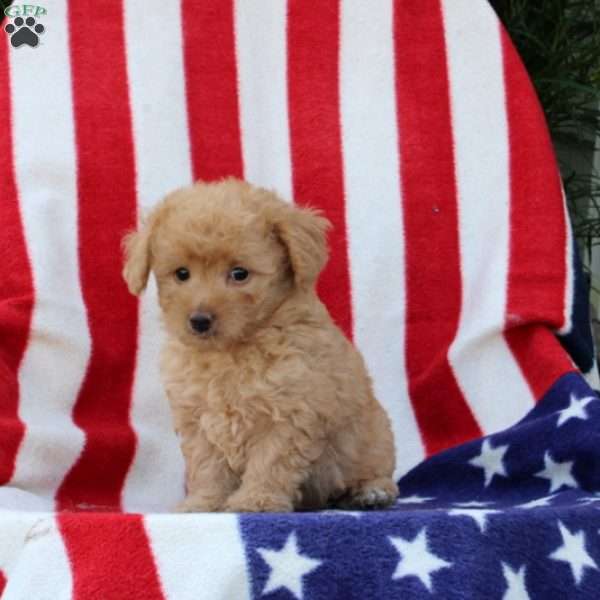 Annora, Morkie-Poo Puppy
